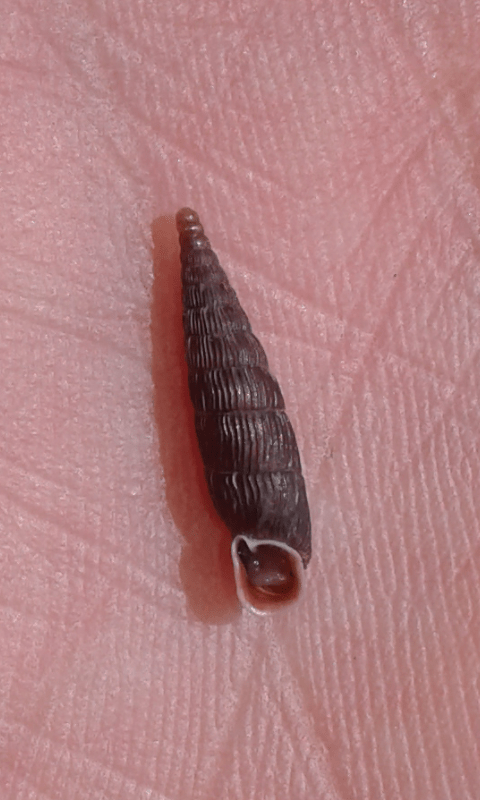 Clausiliidae da ID